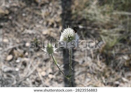Bumblebee on cutleaf teasel in summer
