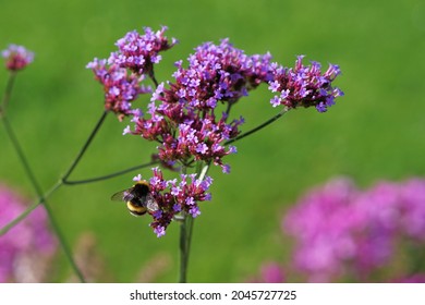 a bumblebee on a flower