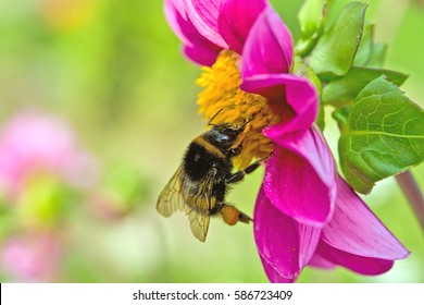 Bumblebee On A Flower