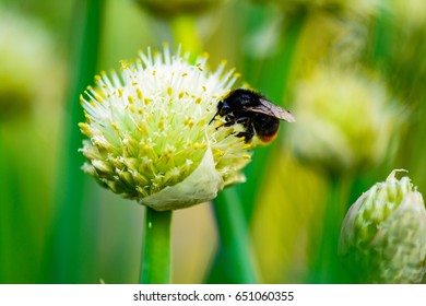 Bumblebee on flower