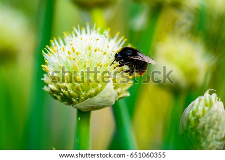 Bumblebee on flower