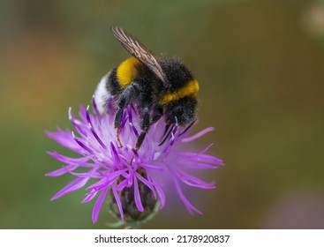 A Bumblebee On A Flower Is Covered With Pollen Dust