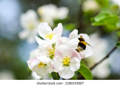Bumblebee on a flower. White flower and bumblebee. Bumblebee flower. Bumblebee on flower