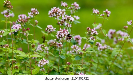 Bumblebee on the flowers of oregano. Oregano is a honey and medicinal plant. Oregano ( lat.  Origanum vulgare ) - kind of perennial herbaceous plants.