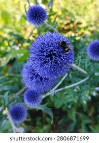 a bumblebee on a globe thistle.