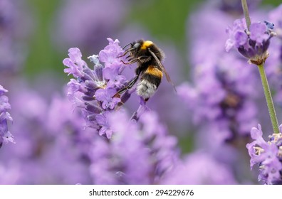 Bumblebee On Lavender