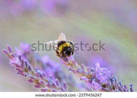 Bumblebee on lavender flower in garden