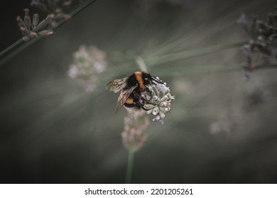 Bumblebee On Lavender Moody Background