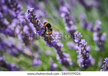Bumblebee on the lavender in summertime
