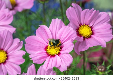 Bumblebee on a pink cosmos flower in summer - Powered by Shutterstock