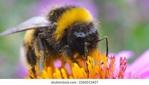 A bumblebee on a pink flower. Macro shot. - Powered by Shutterstock