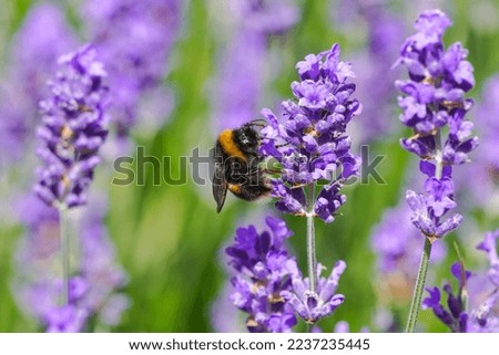 Bumblebee on purple lavender flower in the meadow