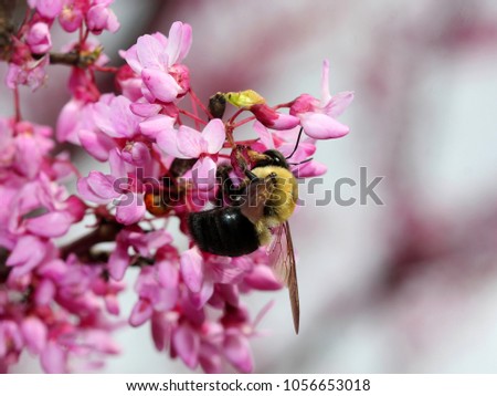 Similar – Nahaufnahme einer mit Pollen bedeckten Hummel auf einer weiß-gelben Dahlienblüte