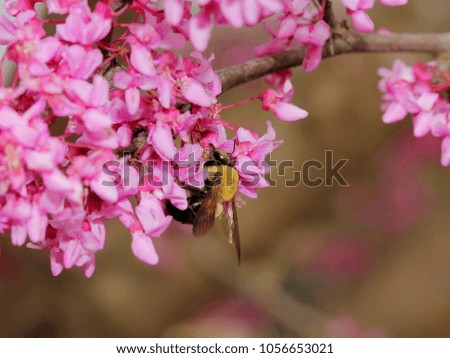 Similar – Nahaufnahme einer mit Pollen bedeckten Hummel auf einer weiß-gelben Dahlienblüte