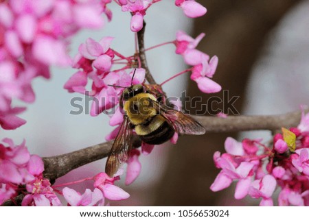 Similar – Nahaufnahme einer mit Pollen bedeckten Hummel auf einer weiß-gelben Dahlienblüte