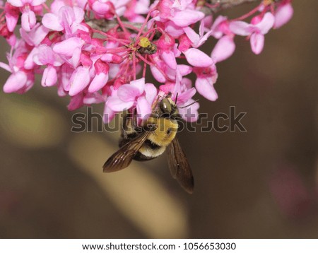 Similar – Nahaufnahme einer mit Pollen bedeckten Hummel auf einer weiß-gelben Dahlienblüte