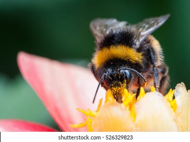 A Bumblebee On A Summer Flower 