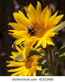 Bumblebee on a sunflower, Summer scene, Nature pollination.