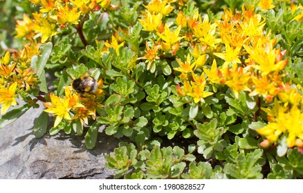 bourdon sur des fleurs ensoleillées de Sedum Kamtschaticum de la famille Crassula sur une pierre pour la biodiversité