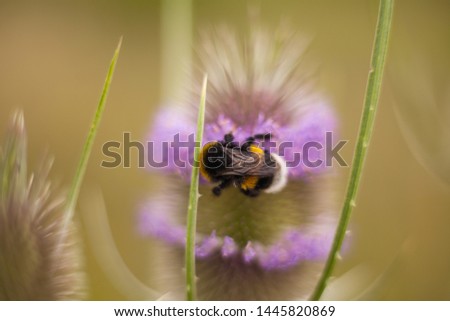 Similar – Image, Stock Photo earth bee Nature Plant