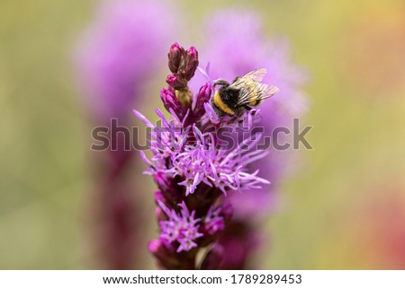 Bumblebee on top of flower Liatris Spicata or bottle brush with blurred out of focus garden background