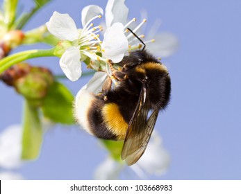 A Bumblebee On A White Flower