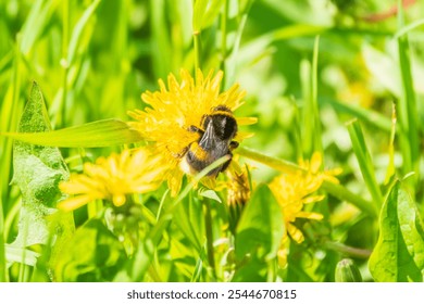 Bumblebee on a yellow dandelion. The insect pollinates the flower. Bumblebee collects nectar in summer. Dandelion in nature. - Powered by Shutterstock