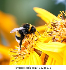 Bumblebee On The Yellow Flower