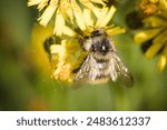 bumblebee (or bumble bee, bumble-bee, or humble-bee) is any of over 250 species in the genus Bombus, part of Apidae, one of the bee families