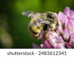 bumblebee (or bumble bee, bumble-bee, or humble-bee) is any of over 250 species in the genus Bombus, part of Apidae, one of the bee families