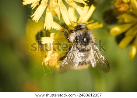 bumblebee (or bumble bee, bumble-bee, or humble-bee) is any of over 250 species in the genus Bombus, part of Apidae, one of the bee families