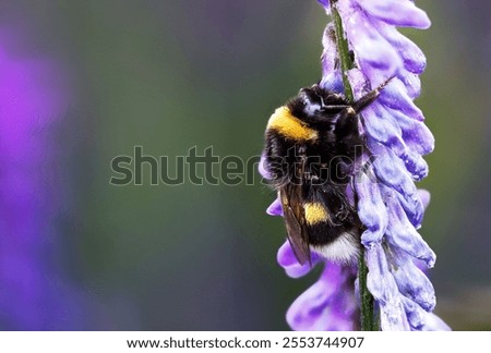 A bumblebee in a perplex ere flower