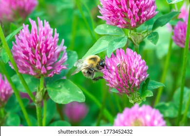 Bumblebee pollen on pink clover close up. Humblebee nectaring on trifolium flower in spring green fields at sunny light day, selective focus