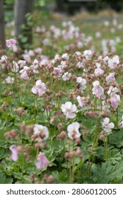 Bumblebee pollinates blooming geranium cantabrigiense biokovo flowers in a sunny backyard garden. This perennial groundcover cranesbill represents horticulture, landscaping and summer ecology.