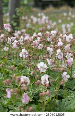 Bumblebee pollinates blooming geranium cantabrigiense biokovo flowers in a sunny backyard garden. This perennial groundcover cranesbill represents horticulture, landscaping and summer ecology.