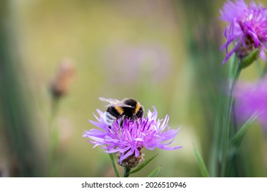 a bumblebee pollinates the flower