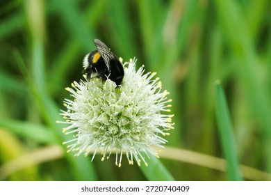 A bumblebee pollinates a flower and drinks nectar