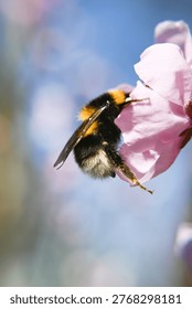 A bumblebee pollinates a flowering fruit tree.
