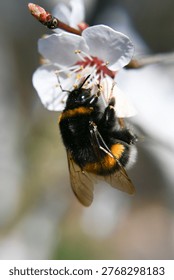 A bumblebee pollinates a flowering fruit tree.
