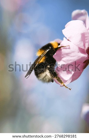 A bumblebee pollinates a flowering fruit tree.
