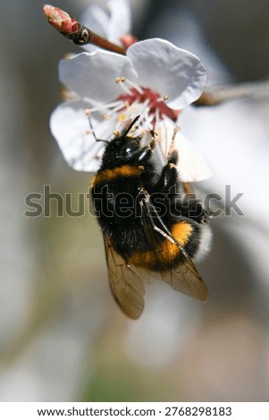 A bumblebee pollinates a flowering fruit tree.
