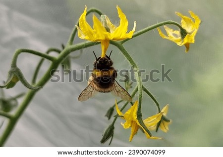 Bumble-bee pollinates tomato flowers in a greenhouse