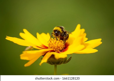 Bumblebee Pollinates A Yellow Flower On A Spring Flowering Meadow. A Bumblebee Collects Pollen On A Natural Background