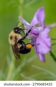 A Bumblebee pollinating a flower                               