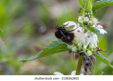 Bumblebee Pollinating A Nettle Flower In Early Spring, Norfolk, UK.