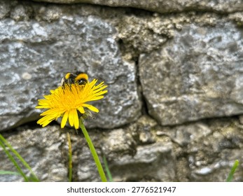 Bumblebee pollinating on dandelion in rustic garden setting.