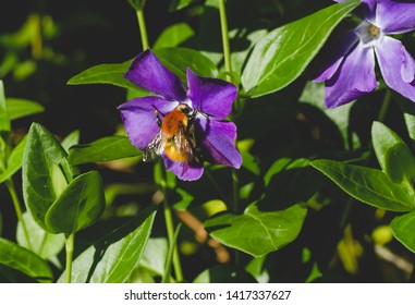 Bumblebee pollinating a periwinkle flower in springtime 