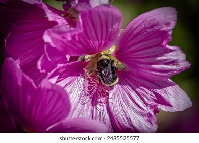 Bumblebee pollinating pink lavatera flower with pollen - Powered by Shutterstock