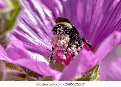 Bumblebee pollinating pink lavatera flower with pollen - Powered by Shutterstock