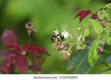 Bumblebee pollinating a raspberry bush